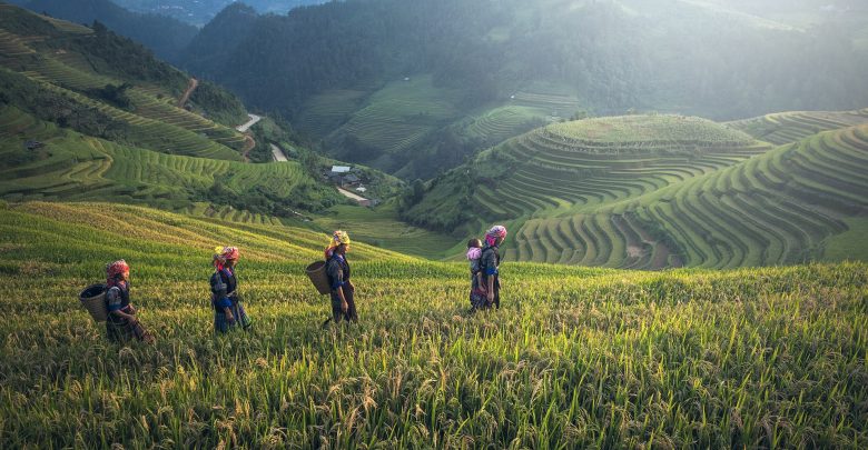 La gestion des crises sanitaires agricoles en Chine