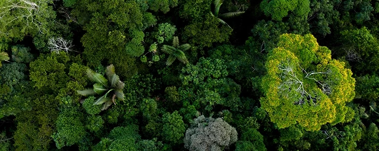 WHEN MULTINATIONALS COMMIT TO BIODIVERSITY