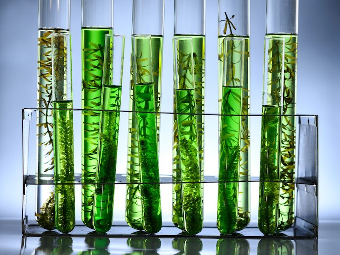 Algae biotechnology is the future of profitable and responsible agriculture
