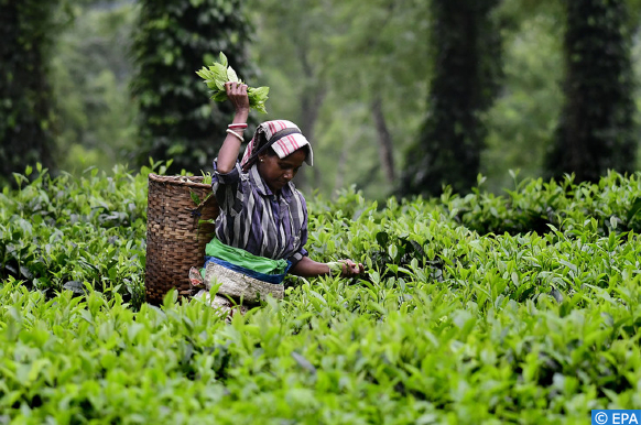 India: Farmers start protesting again for agricultural reforms