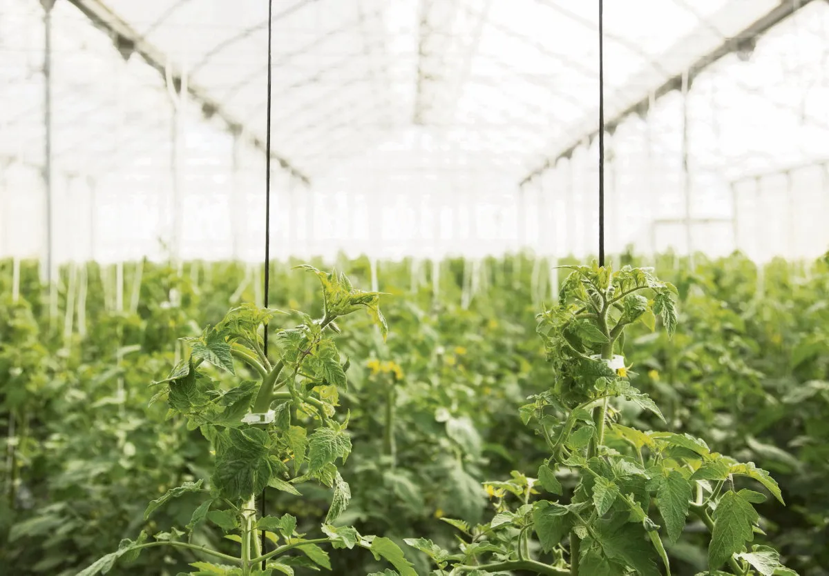 The surprising discoveries of plant bioacoustics