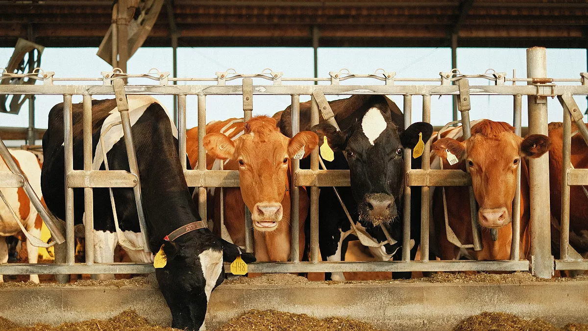 Implementation of a carbon tax on livestock farming in Denmark