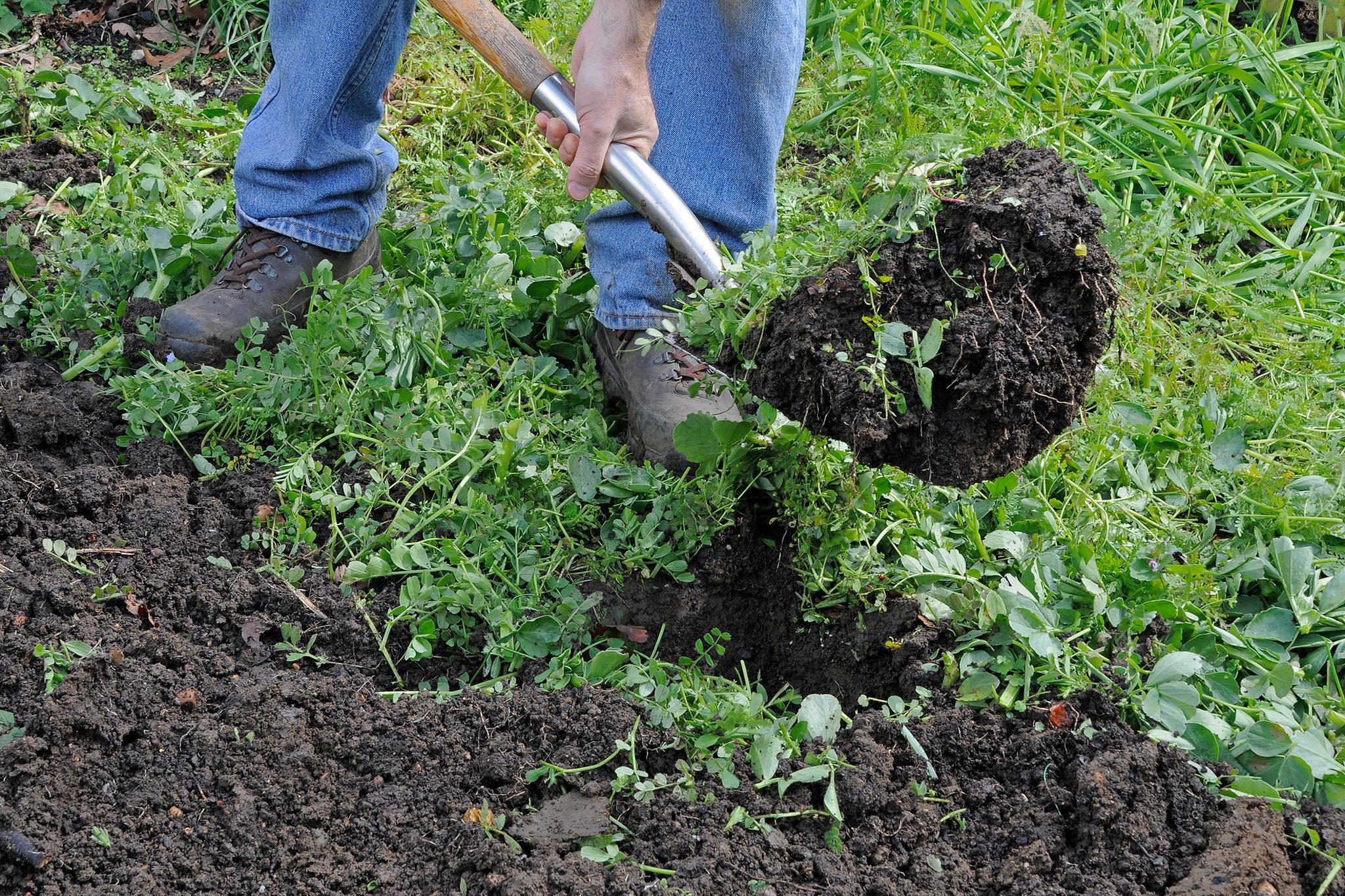 In the United States, green manures are a matter of profitability