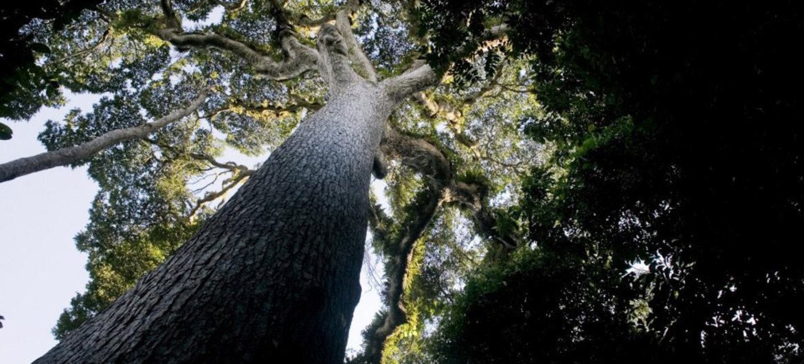 Agroforestry in Kenya