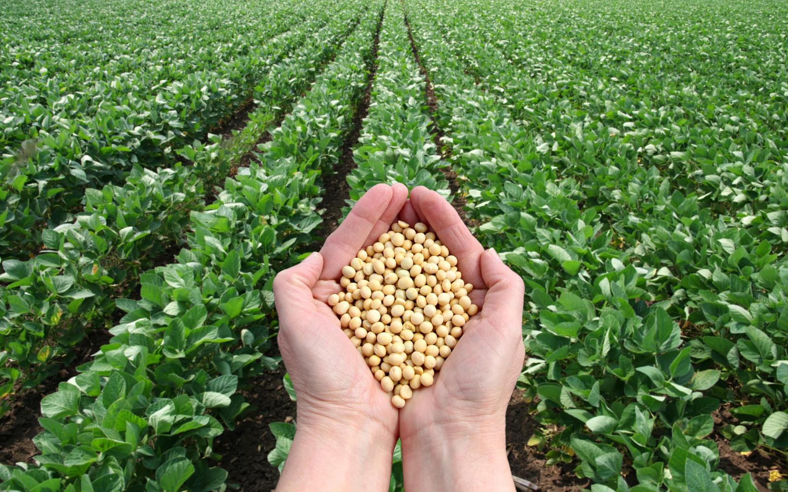 The soybean market plunged into uncertainty