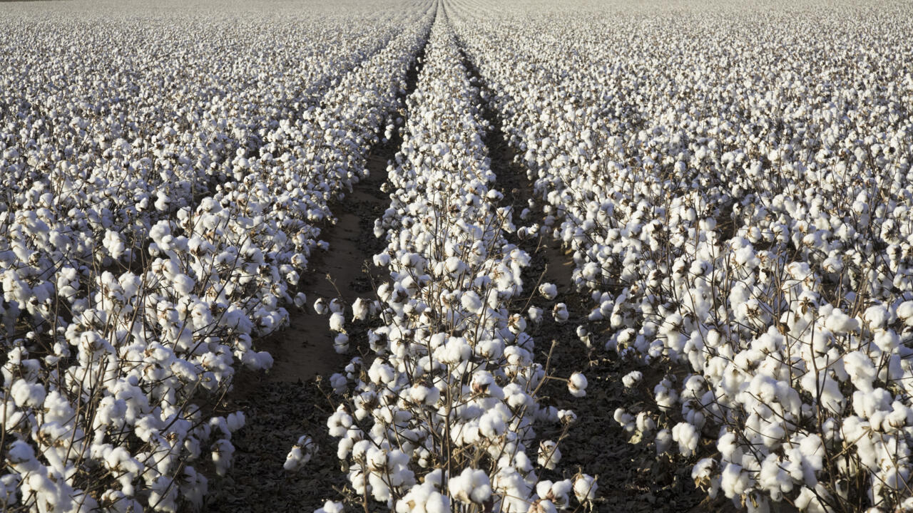 Cotton prices continue to plummet