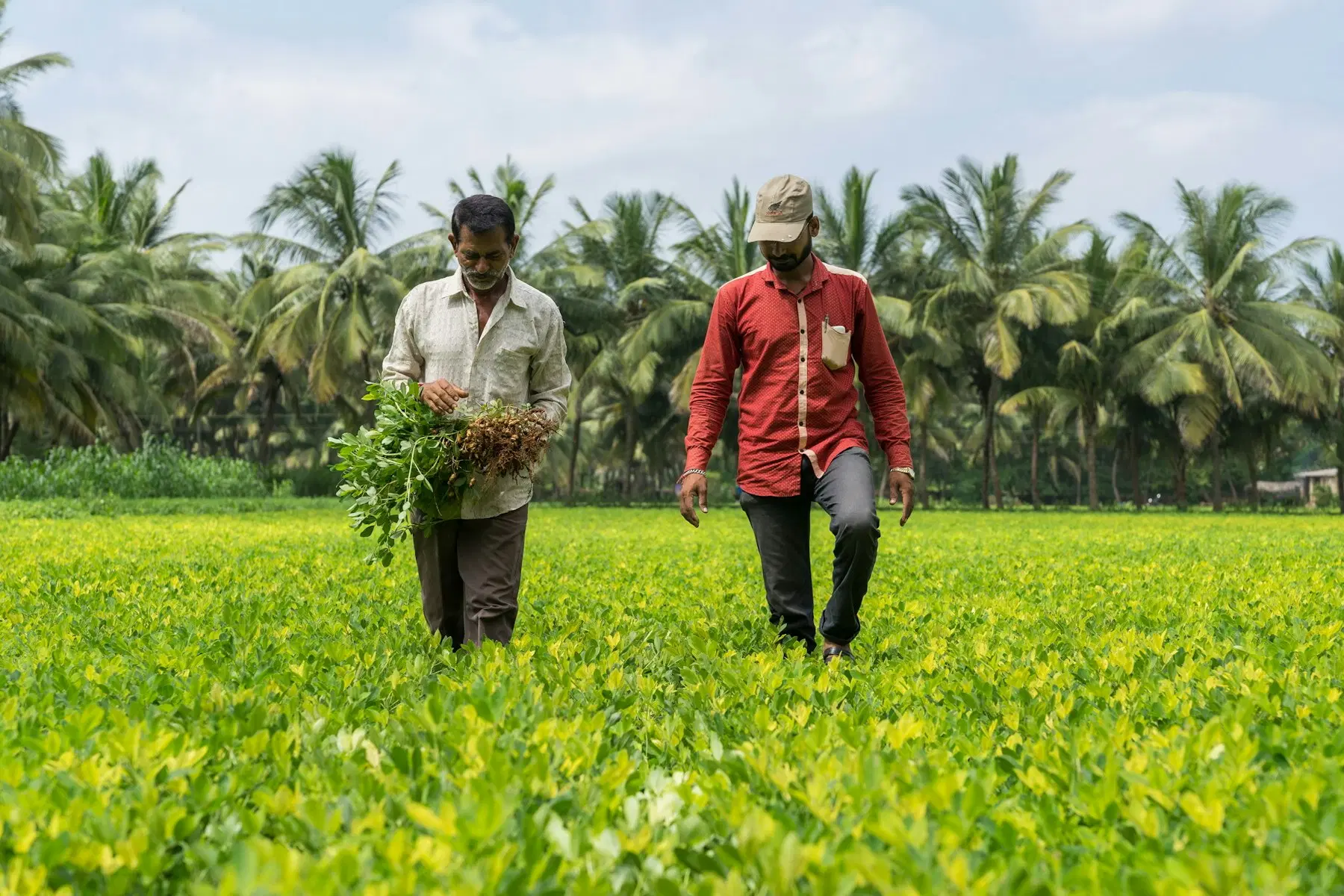 Conservation agriculture in India