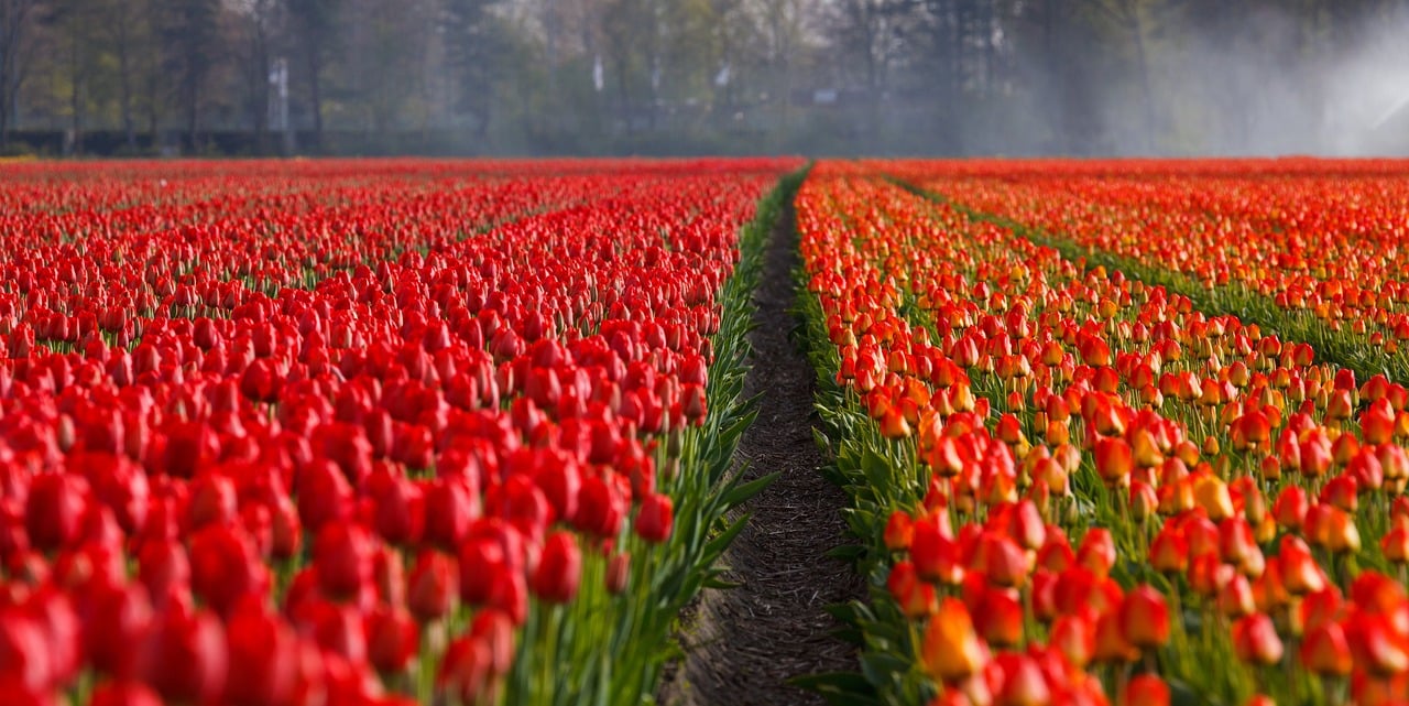 Greenpeace's Legal Victory in the Netherlands Over Nitrogen Pollution