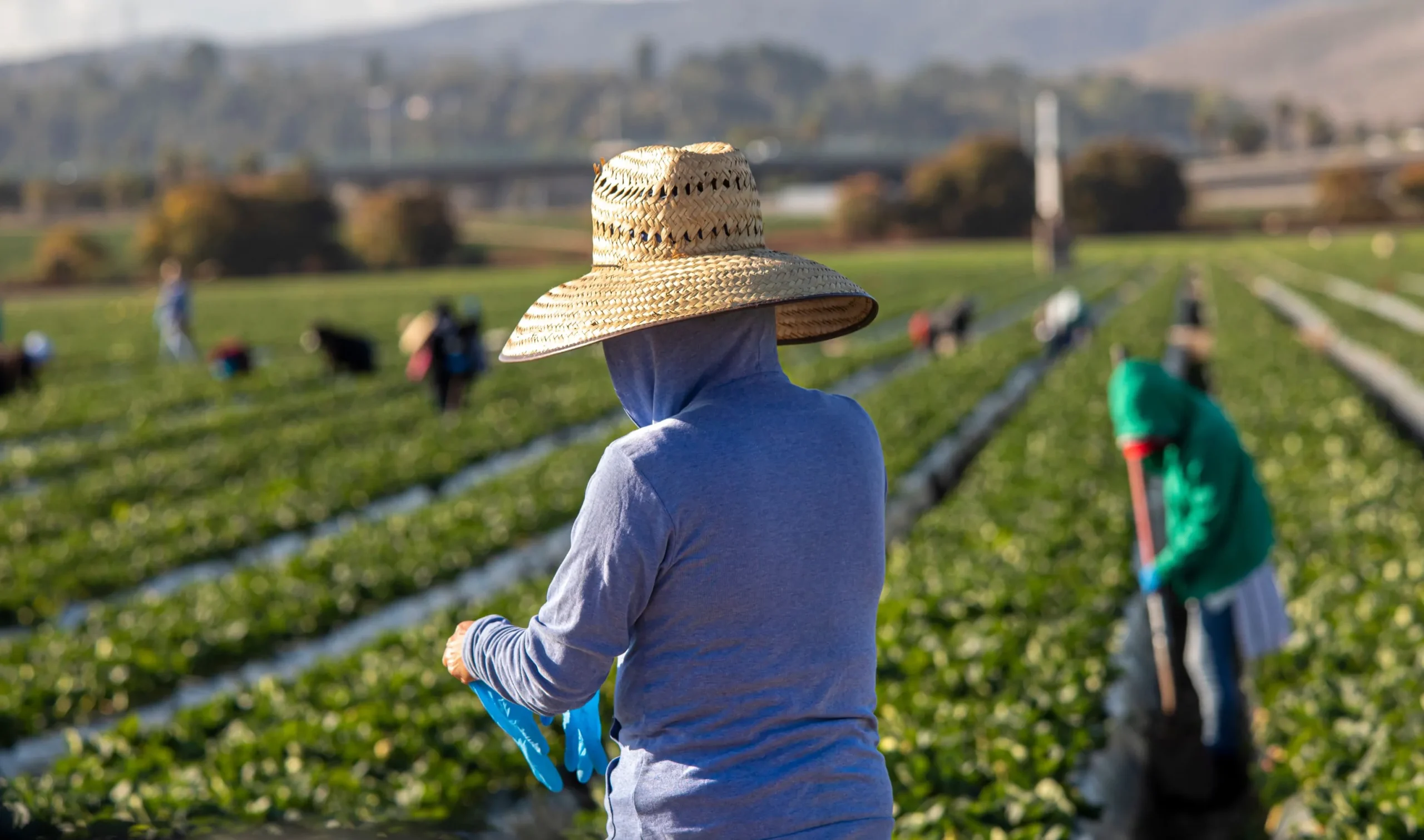 The Cost of Deportations of Foreign Agricultural Workers to the United States