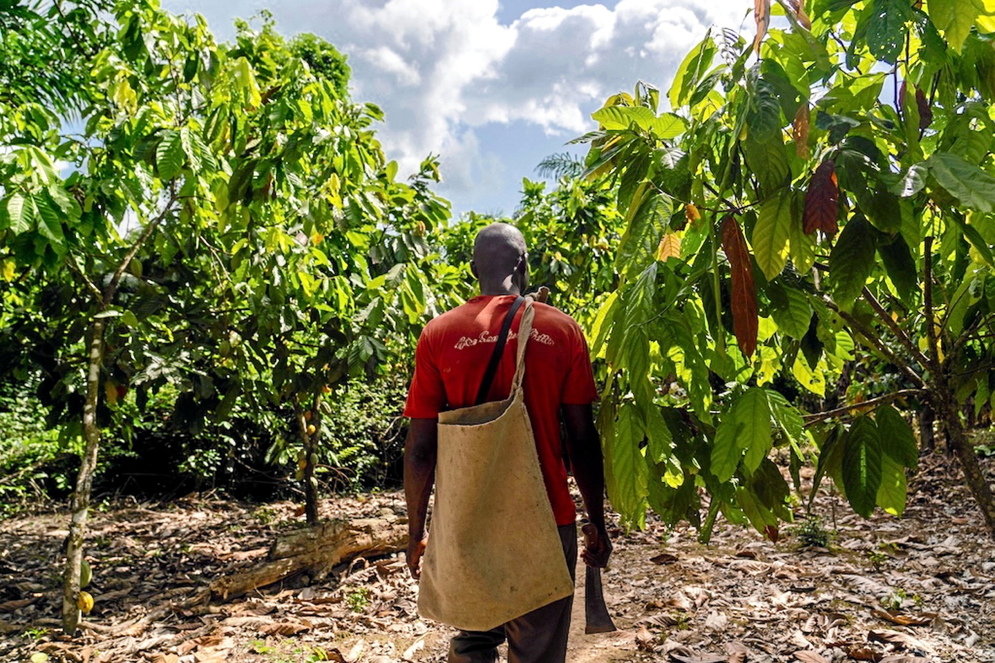 Soil fertility in West Africa, a crucial issue