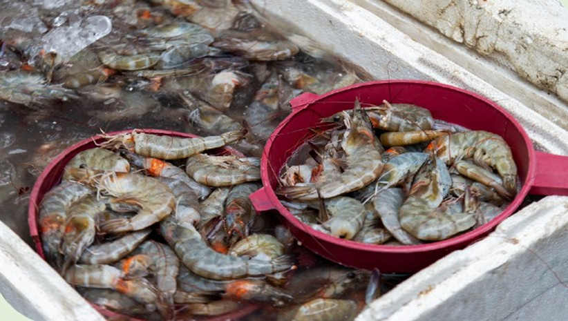 Fivefold increase in African aquaculture production in two years