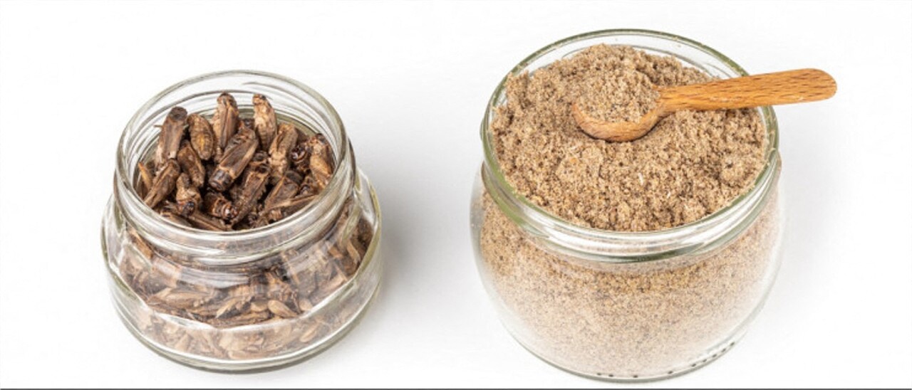 The Insect Meal Sector in Trouble