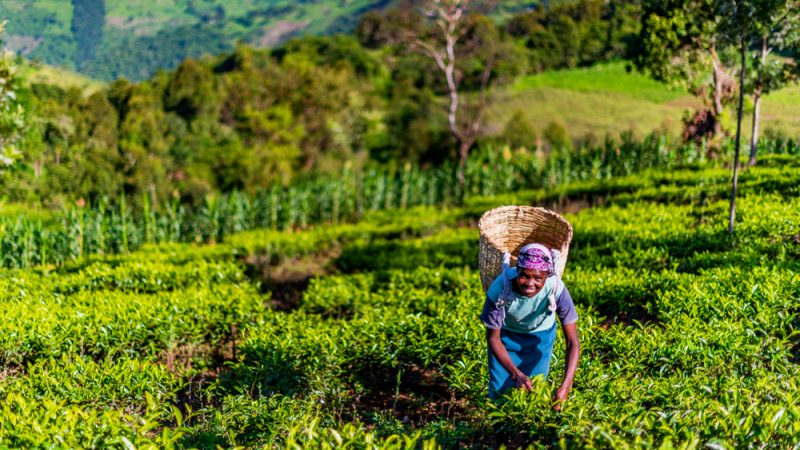 L’Afrique affiche la plus importante progression mondiale des terres consacrées au bio