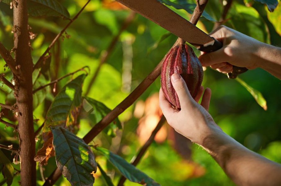 Le changement climatique affecte la culture du cacao en Afrique de l’Ouest