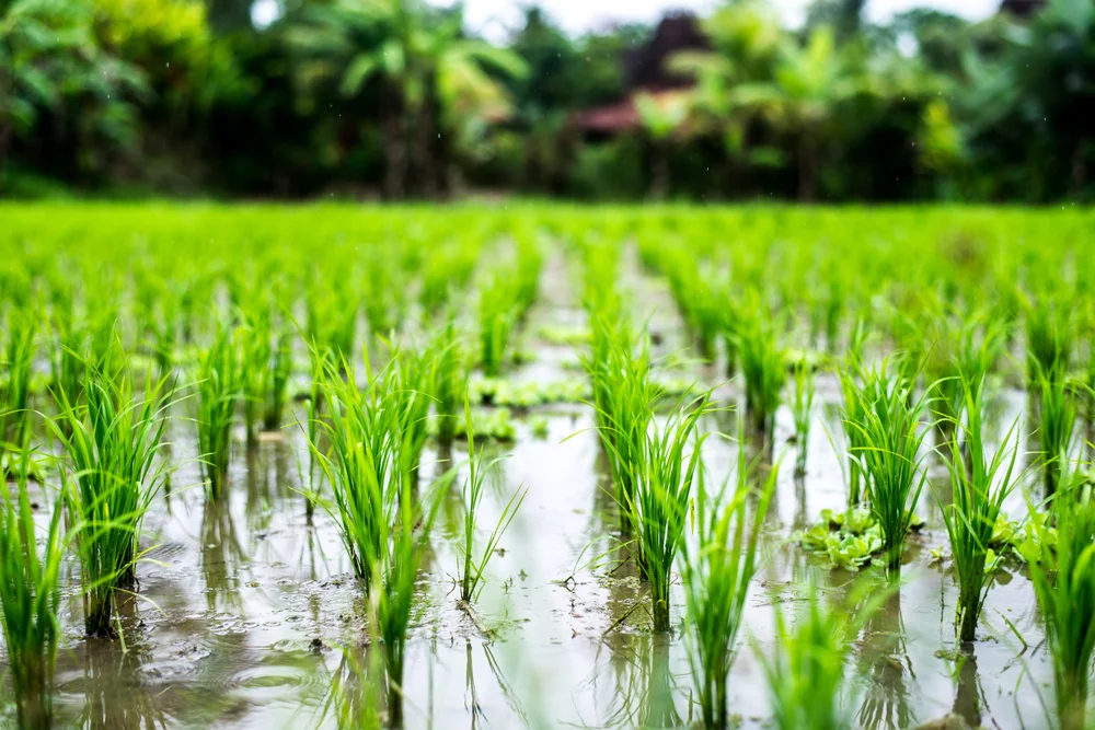 International mobilization to make rice more resilient