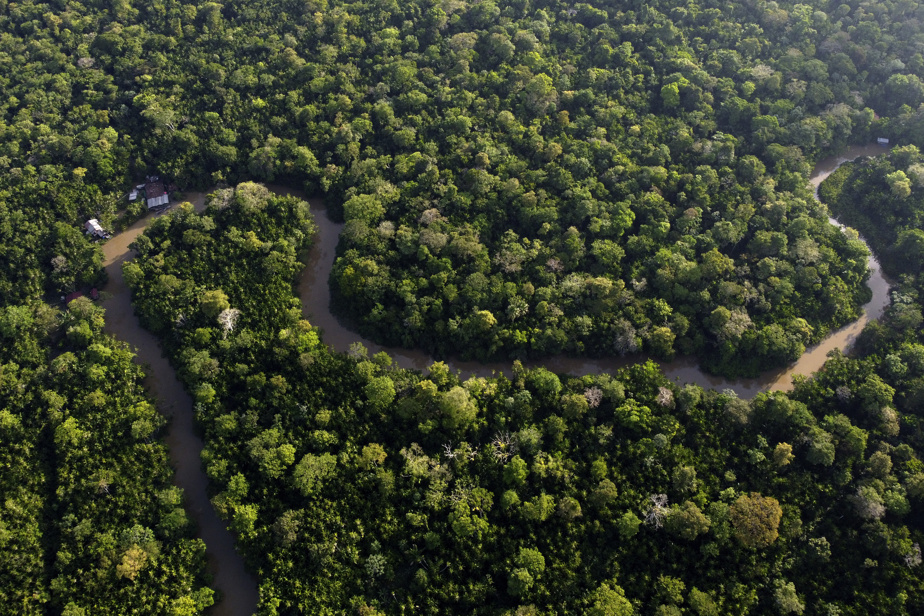 Le Brésil fait pénétrer la forêt amazonienne à Wall Street
