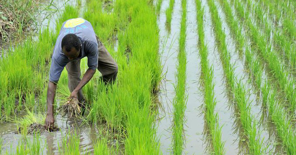 Sub-Saharan Africa, the world's largest importer of rice