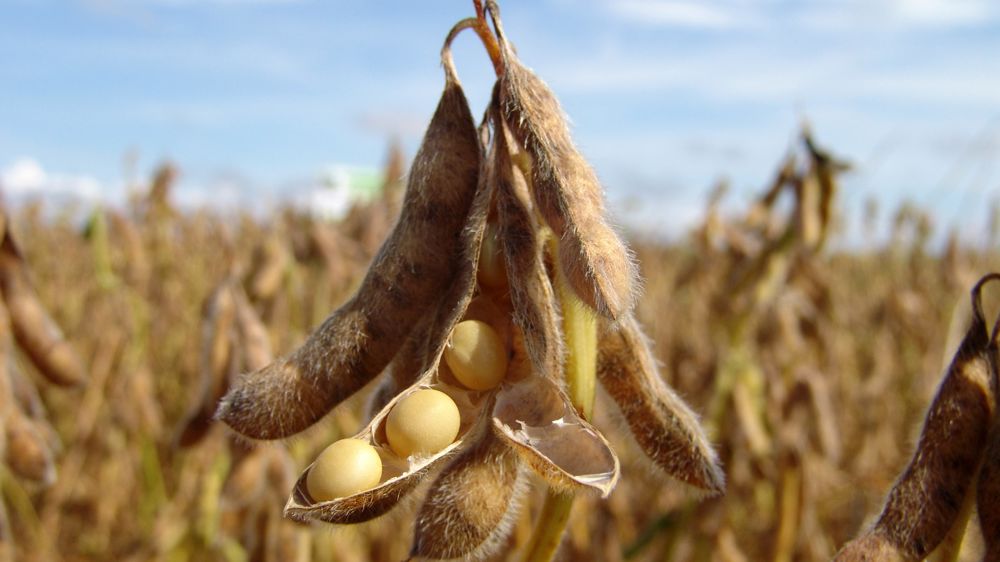 China turns away from US soybeans to Brazil