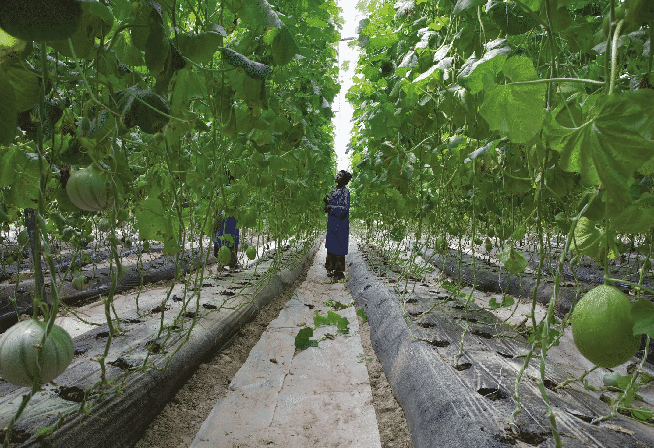 L’agriculture africaine en mal de productivité