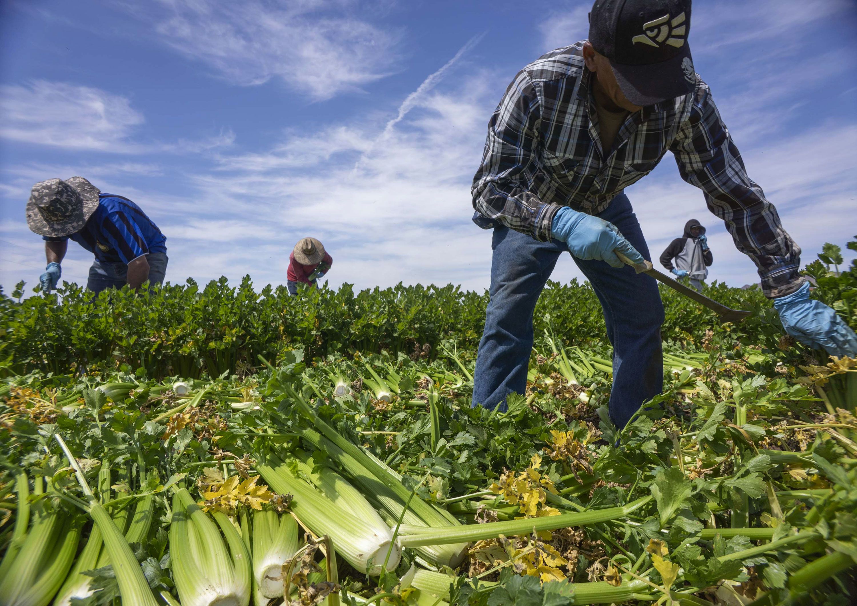 For American farmers, the mass deportation of illegal migrants would be a disaster.