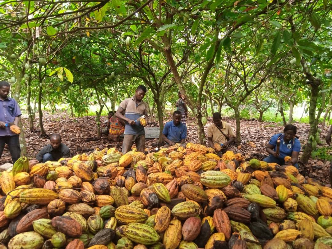 Production durable de cacao grâce au greffage