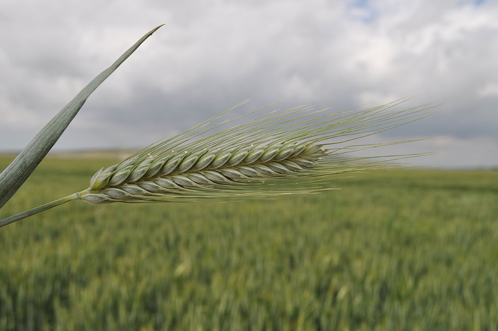 Tritordeum, an emerging cereal: