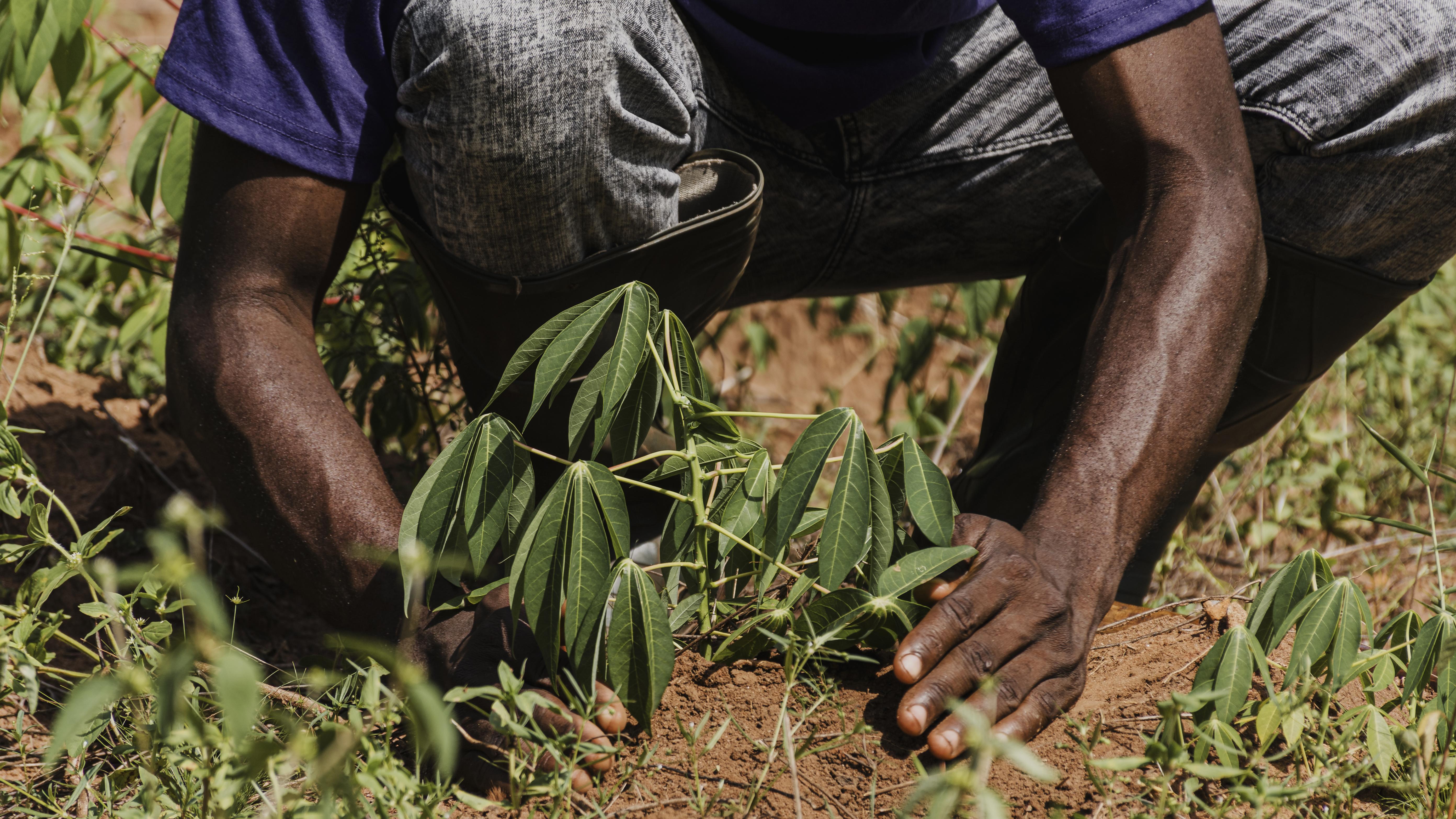 The reasons for the unproductivity of African agriculture