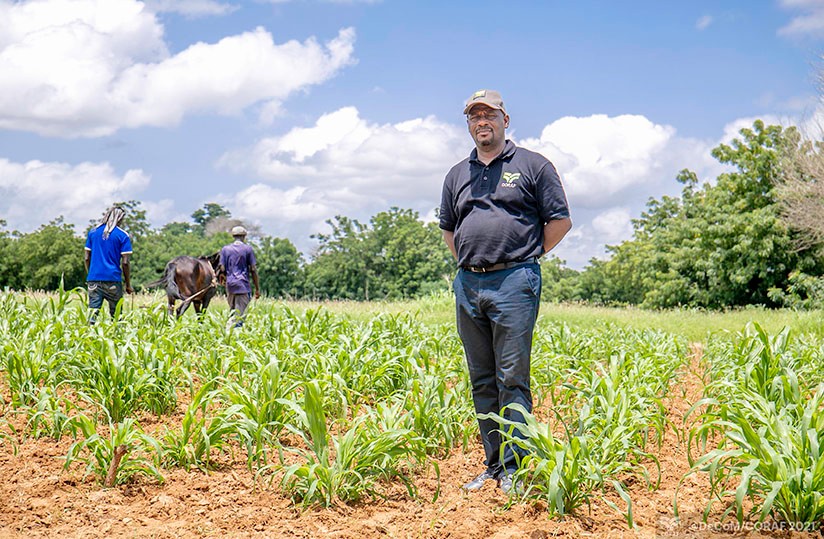 L’actualité agricole en Afrique