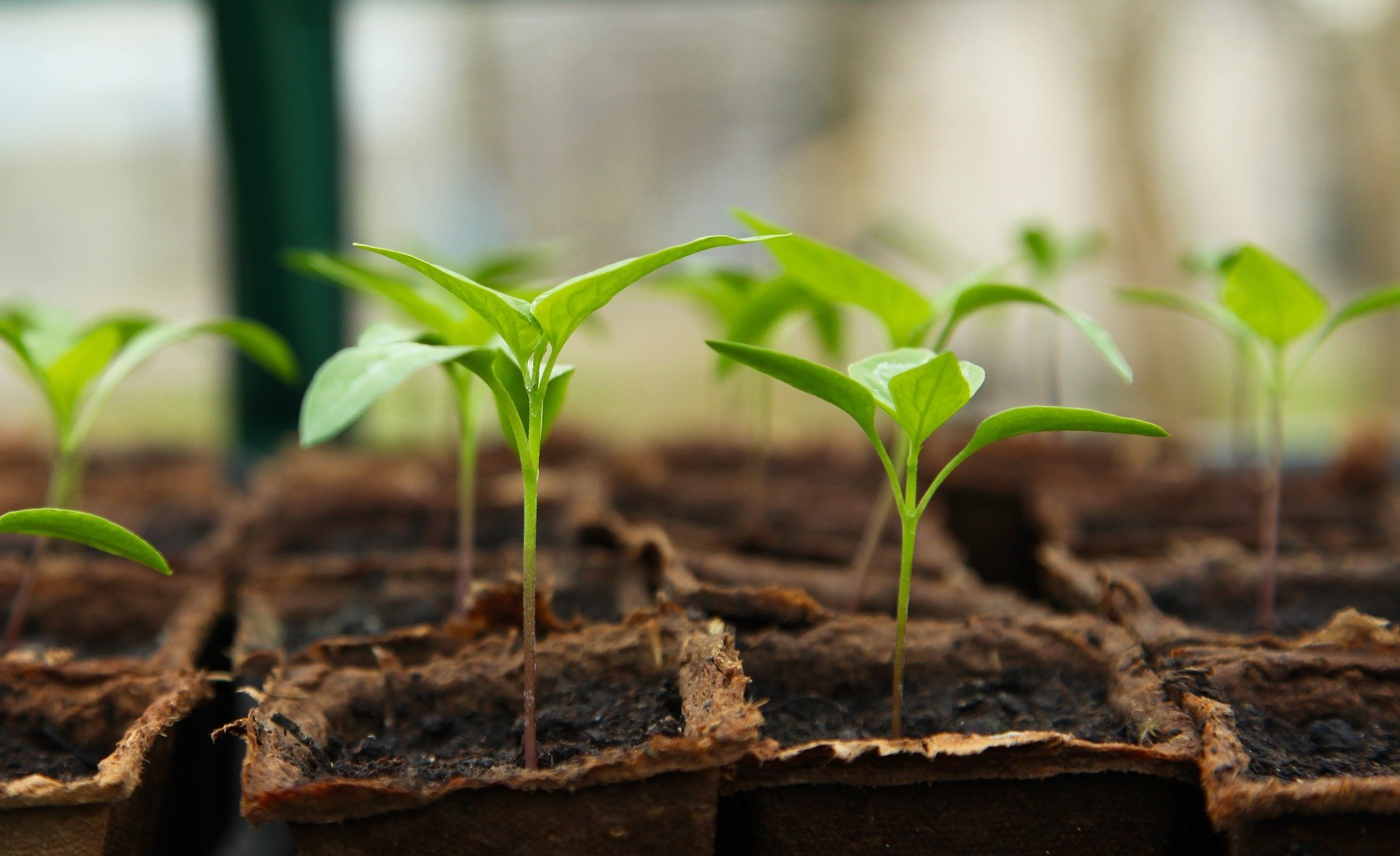 In the United States, the commitment of major food groups to regenerative agriculture.