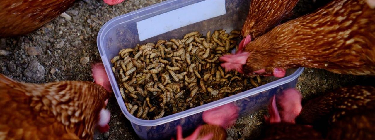 Africa leads the world in animal feed production growth